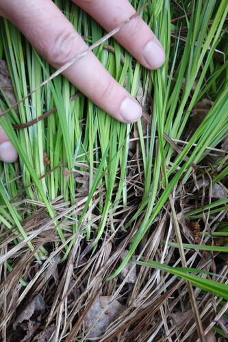 Image of Carex cespitosa by (c) Aleksei Baushev, some rights reserved (CC BY)