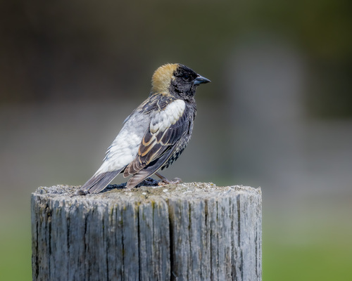 Tordo charlatán (Dolichonyx oryzivorus)