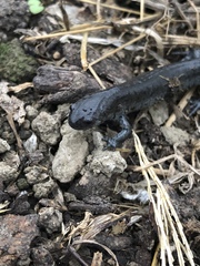 Ambystoma 'unisexual complex'