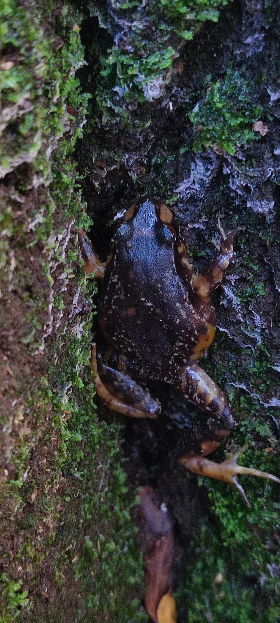 Eupsophus roseus (Duméril & Bibron, 1841)