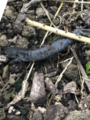 Ambystoma 'unisexual complex'