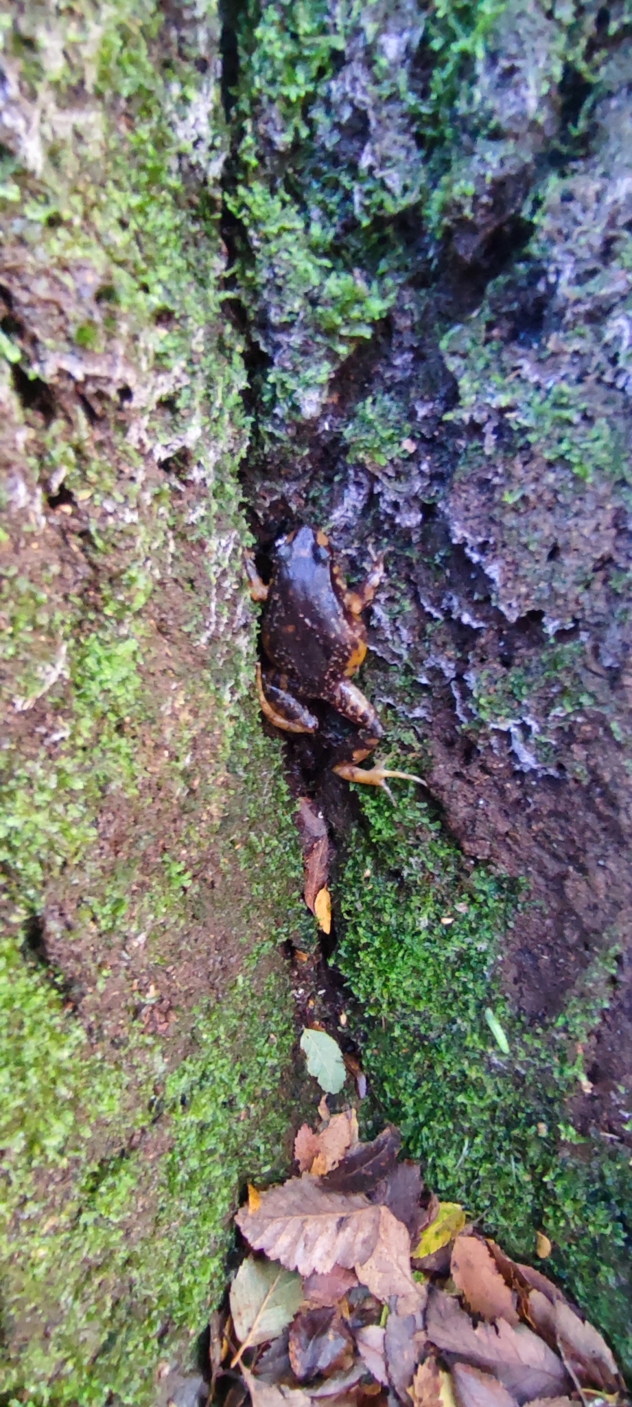 Eupsophus roseus (Duméril & Bibron, 1841)