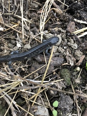 Ambystoma 'unisexual complex'