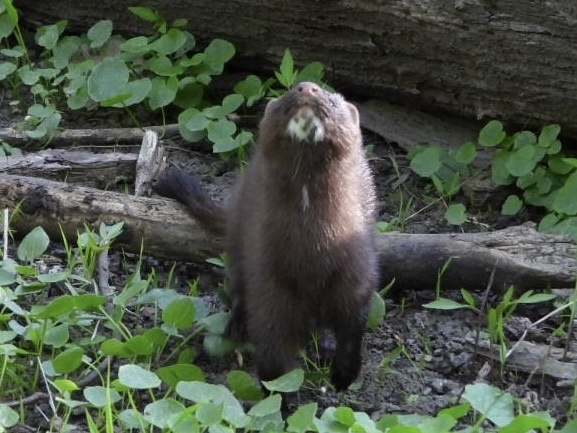 Maple Ridge Minks American Mink from LaBagh Woods, Chicago, IL, US on May 10, 2025 at 08: ...
