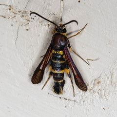 Synanthedon decipiens
