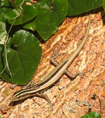 Cryptoblepharus balinensis