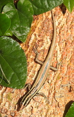 Cryptoblepharus balinensis