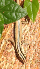 Cryptoblepharus balinensis