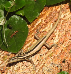 Cryptoblepharus balinensis
