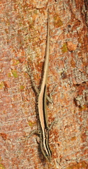 Cryptoblepharus balinensis