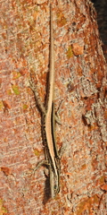 Cryptoblepharus balinensis
