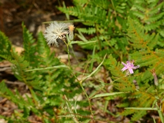 Stephanomeria lactucina
