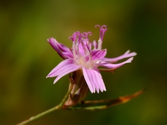Stephanomeria lactucina