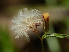 Stephanomeria lactucina