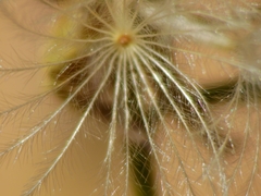Stephanomeria lactucina