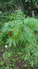 Pometia pinnata