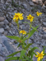 Arnica longifolia