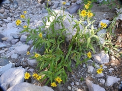 Arnica longifolia