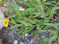 Arnica longifolia