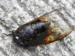 Cryptotympana mandarina