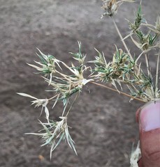 Munroa squarrosa