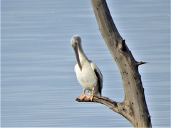 Pelecanus