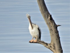 Pelecanus