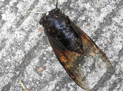 Cryptotympana mandarina