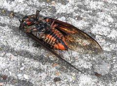 Cryptotympana mandarina