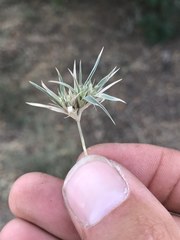 Munroa squarrosa