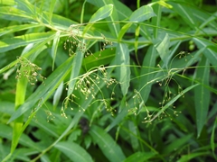 Luzula parviflora parviflora