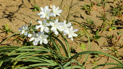 Zephyra compacta