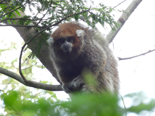 White-eared Titi