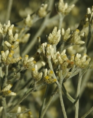 Pseudognaphalium thermale