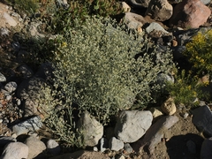 Pseudognaphalium thermale