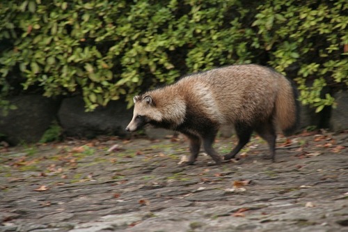 Japanese Raccoon Dog