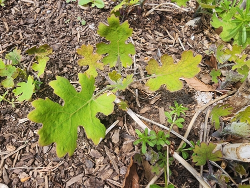 Image of Macleaya cordata by (c) Kaden Slone, some rights reserved (CC BY)
