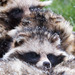 Raccoon Dogs - Photo (c) Lennart Tange, some rights reserved (CC BY)