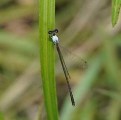 Agriocnemis dobsoni