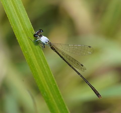 Agriocnemis dobsoni