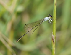 Agriocnemis dobsoni