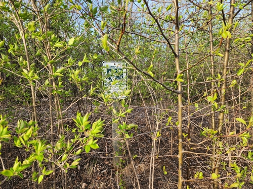 Pyrus calleryana