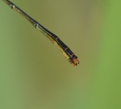 Agriocnemis dobsoni