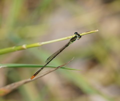 Agriocnemis dobsoni