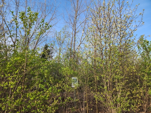 Pyrus calleryana