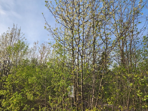 Pyrus calleryana