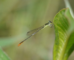 Agriocnemis dobsoni