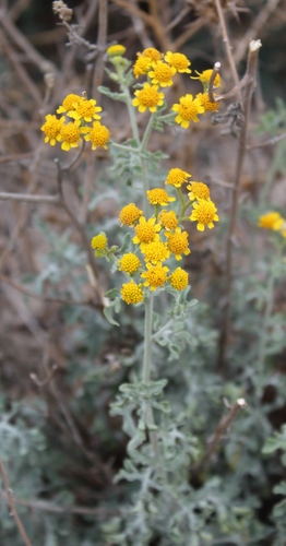 Zaluzania