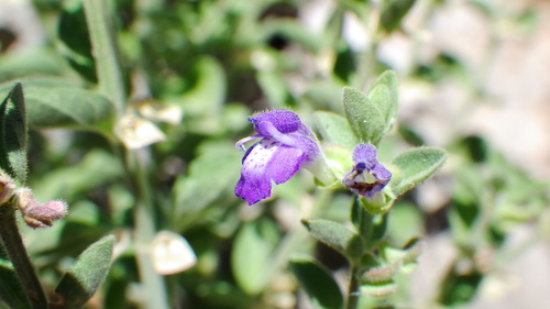 Texas skullcap (Scutellaria texana)
