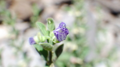 Scutellaria texana